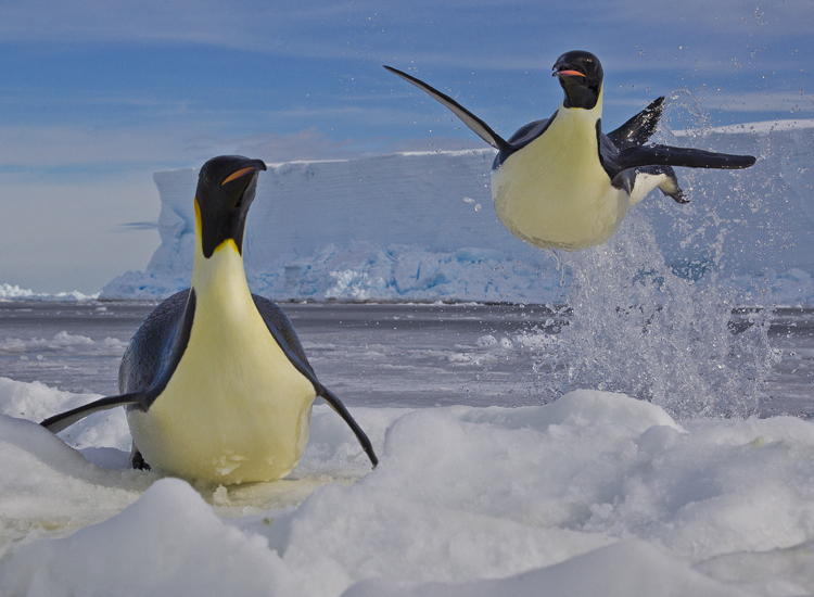 Paul Nicklen, Frozen moment